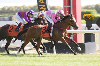 Deserved Waikato Guineas win for Wyndspelle (NZ). Photo: Trish Dunell.